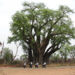 Baobab Tree